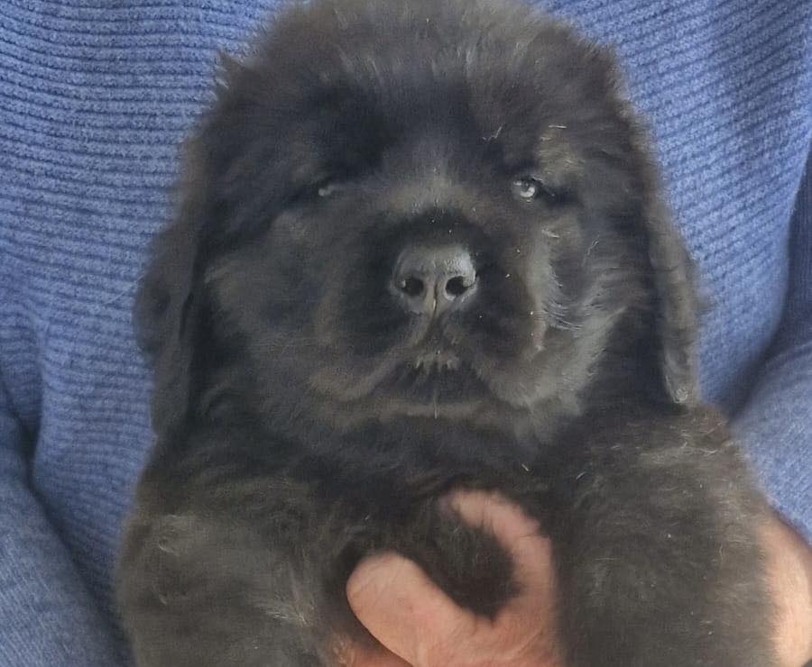 cuccioli mastiff disponibili