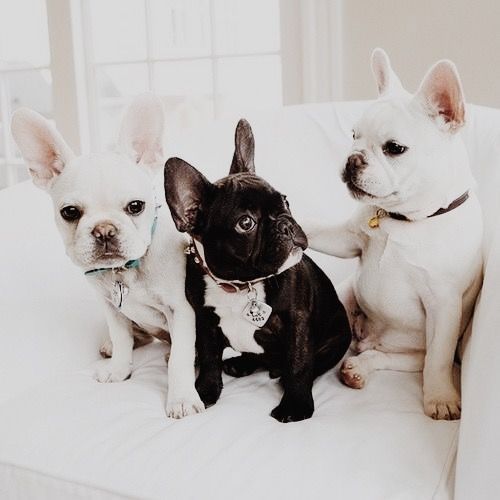 Bouledogue Francese: Meravigliosi Cuccioli Disponibili