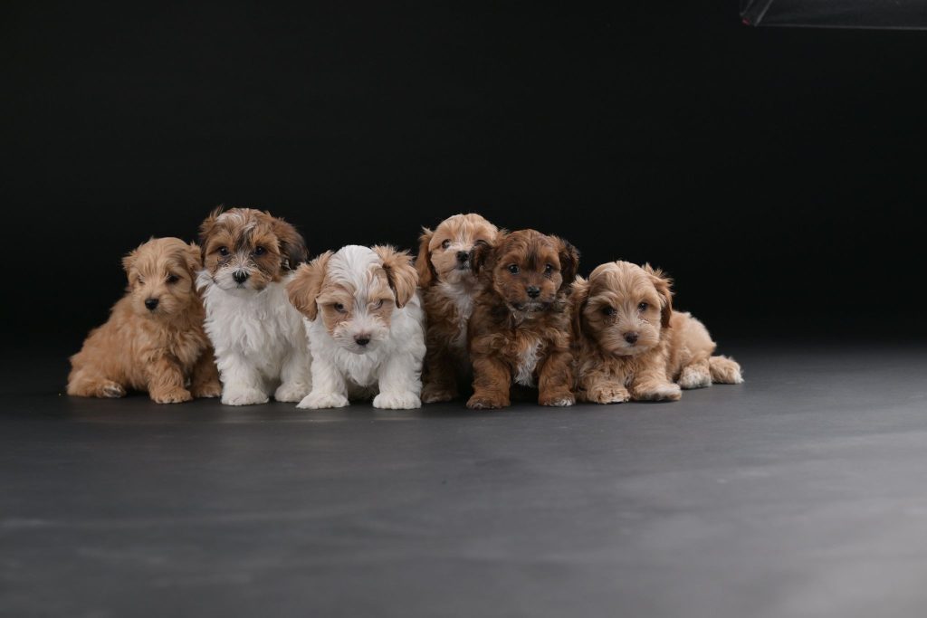 Bichon Havanais splendidi cuccioli