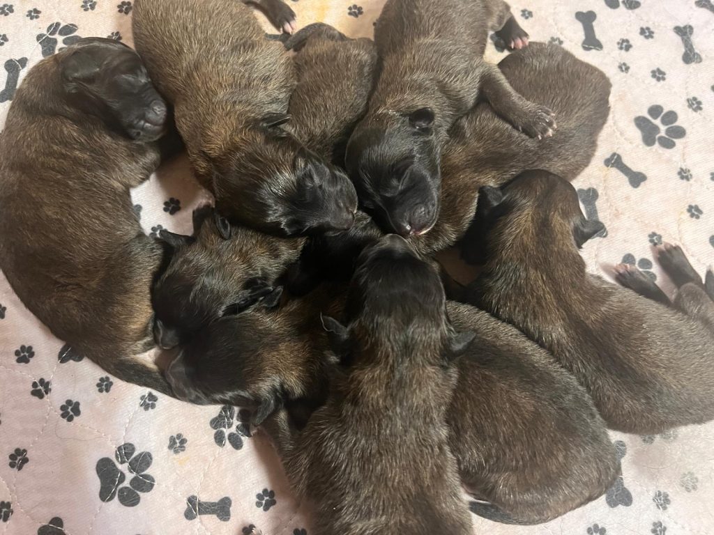 CUCCIOLI PASTORE BELGA TERVUEREN CON PEDIGREE ENCI