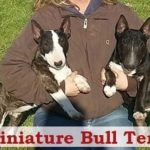 Bull terrier miniature