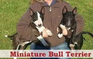 Bull terrier miniature