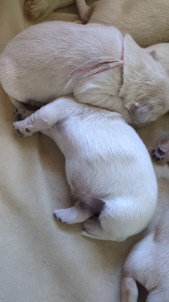 Cuccioli di Golden retriever con pedigree disponibili