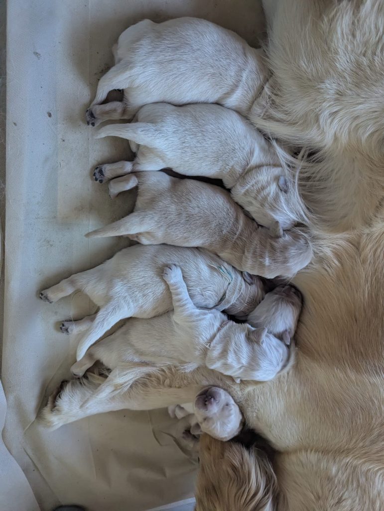 Cuccioli di Golden retriever con pedigree disponibili