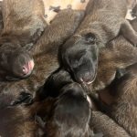 CUCCIOLI PASTORE BELGA TERVUEREN CON PEDIGREE ENCI