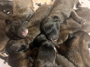 CUCCIOLI PASTORE BELGA TERVUEREN CON PEDIGREE ENCI