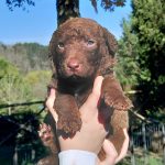 Cuccioli di Chesapeake Bay Retriever