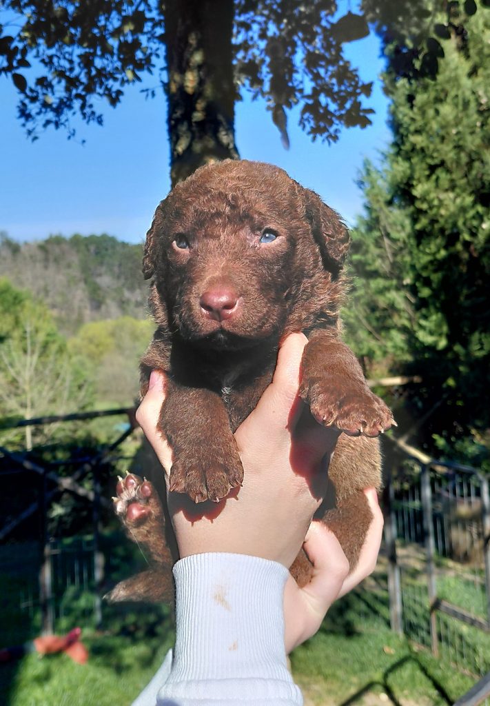 Cuccioli di Chesapeake Bay Retriever