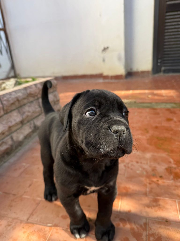 Cuccioli cane corso