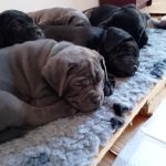 Cuccioli cane corso