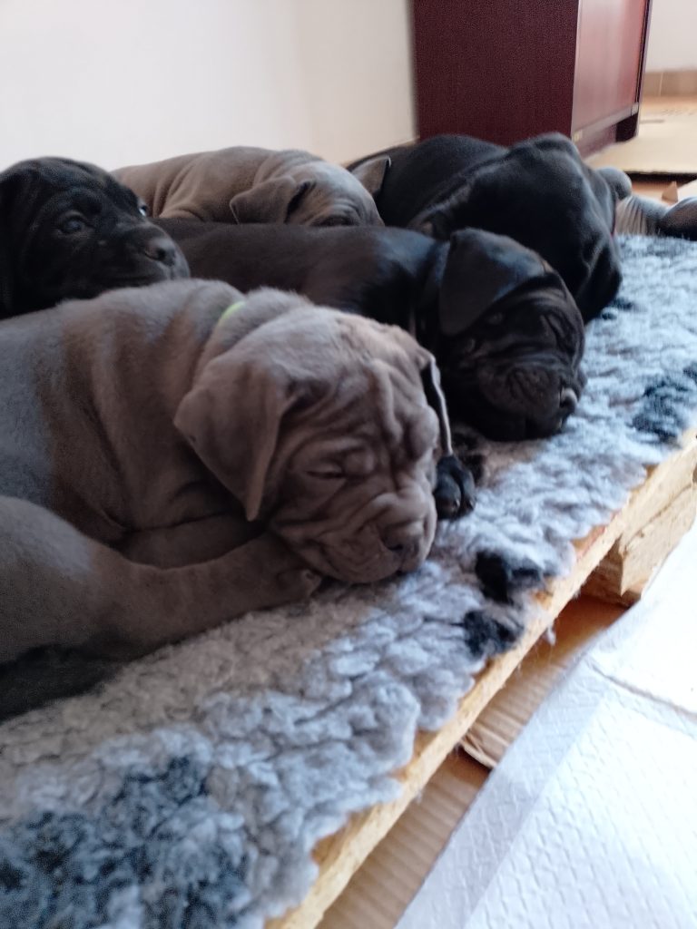 Cuccioli cane corso