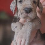 Alano Tedesco – splendidi cuccioli