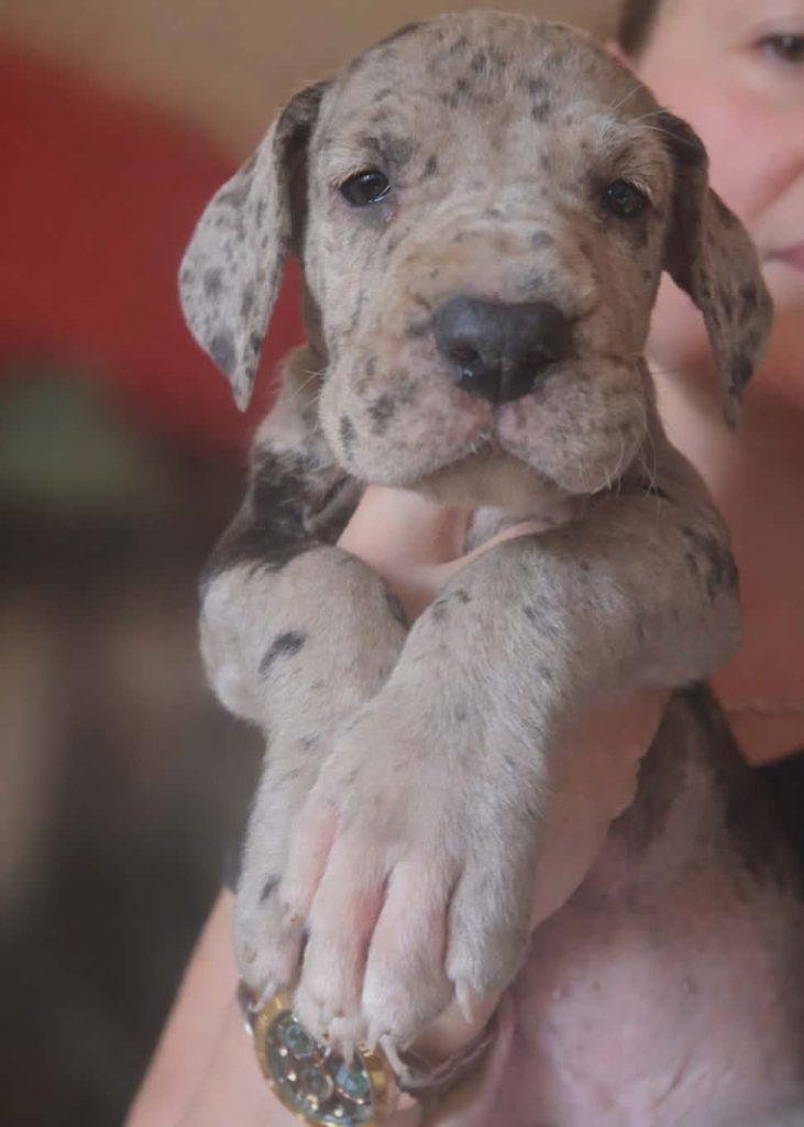 Alano Tedesco – splendidi cuccioli