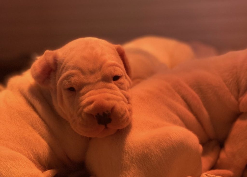 CUCCIOLI DOGO ARGENTINO
