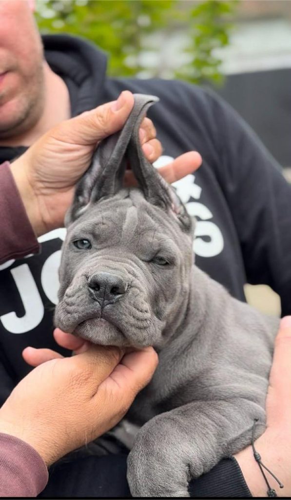 Cane Corso Cuccioli