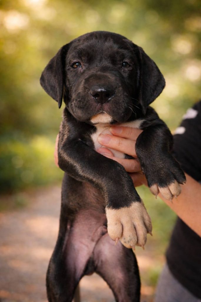 Alano Tedesco – splendidi cuccioli