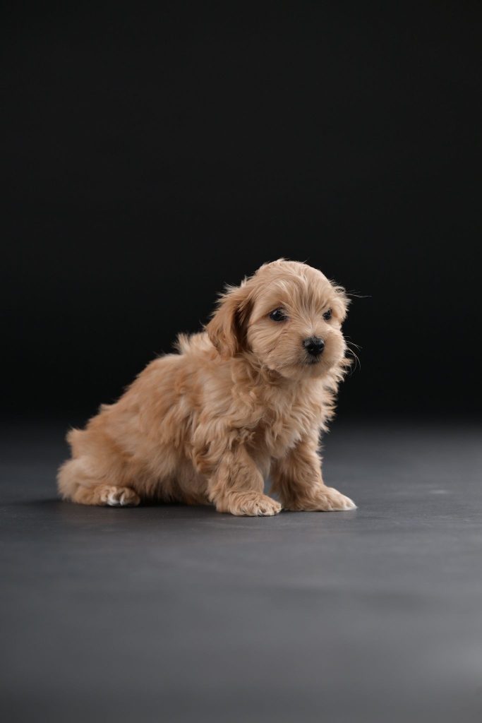 Bichon Havanais splendidi cuccioli