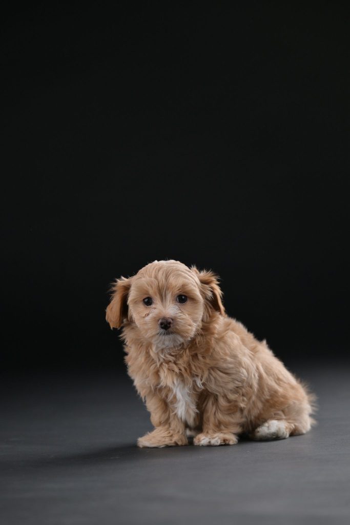 Bichon Havanais splendidi cuccioli