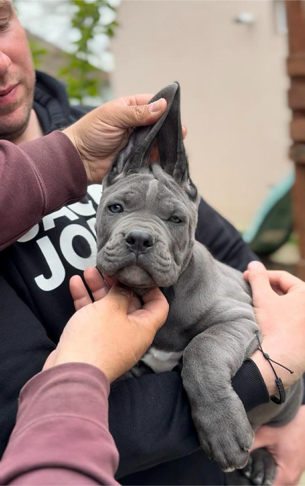 Cane Corso Cuccioli