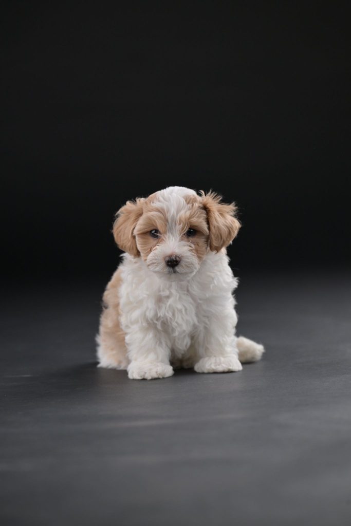 Bichon Havanais splendidi cuccioli