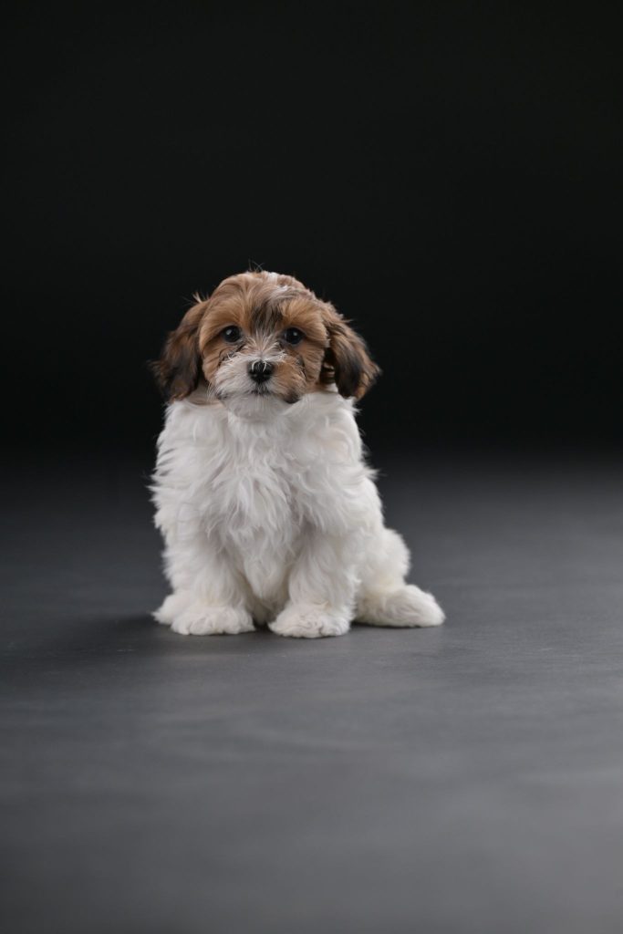 Bichon Havanais splendidi cuccioli