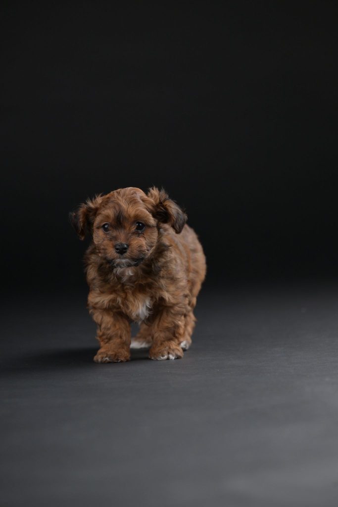 Bichon Havanais splendidi cuccioli