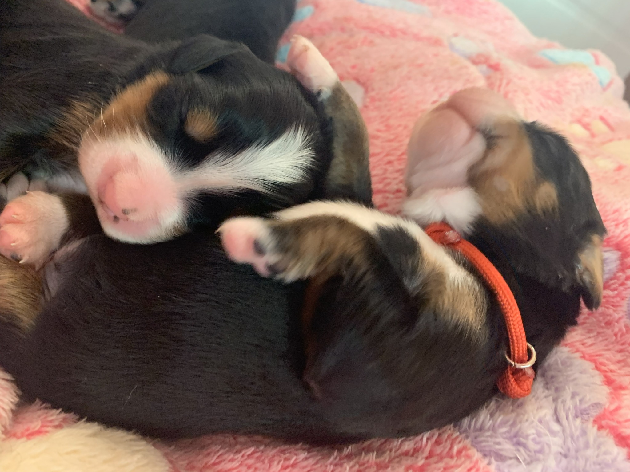 Allevamento Bovaro del Bernese COLORS OF MY JOY