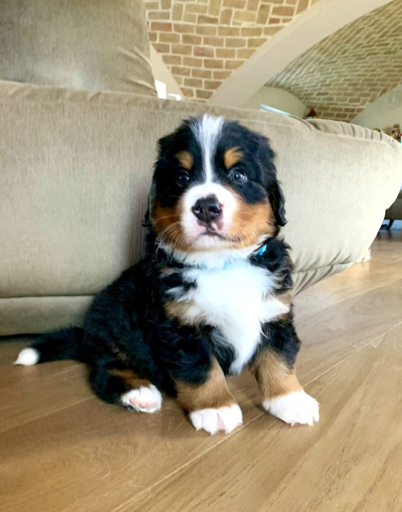 Allevamento Bovaro del Bernese COLORS OF MY JOY