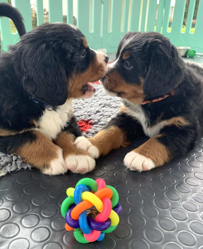 Allevamento Bovaro del Bernese COLORS OF MY JOY