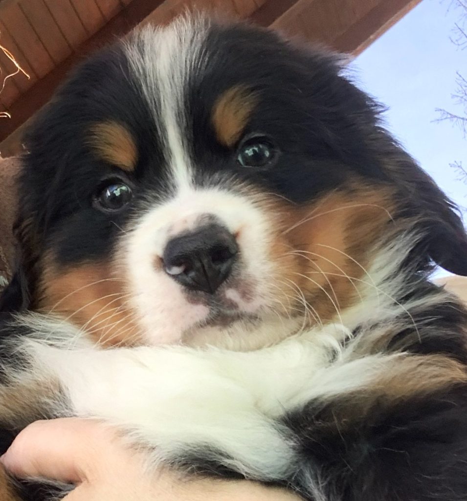 Allevamento Bovaro del Bernese COLORS OF MY JOY