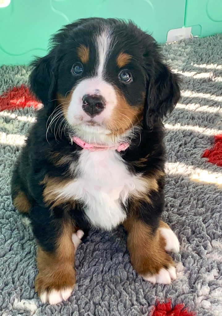 Allevamento Bovaro del Bernese COLORS OF MY JOY