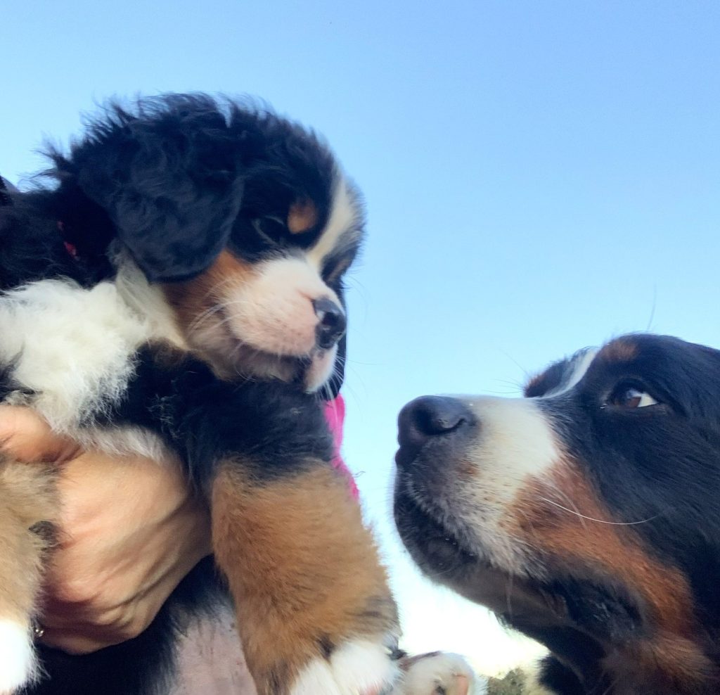 Allevamento Bovaro del Bernese COLORS OF MY JOY