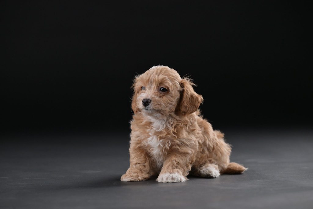 Bichon Havanais splendidi cuccioli