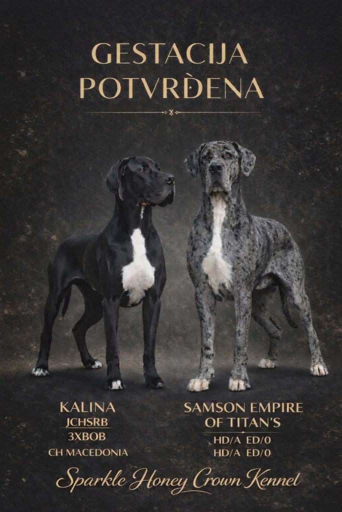 Alano Tedesco – splendidi cuccioli