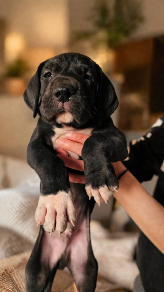 Alano Tedesco – splendidi cuccioli