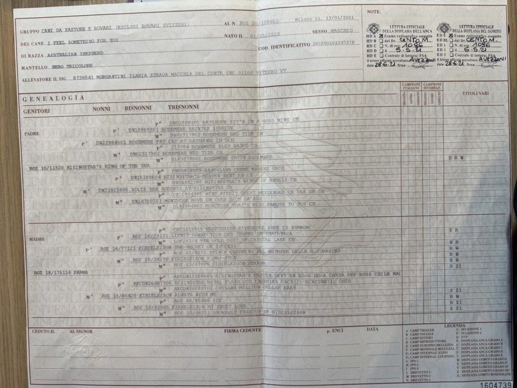 Annuncio cucciolata Pastore Australiano