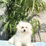 maltese maschio