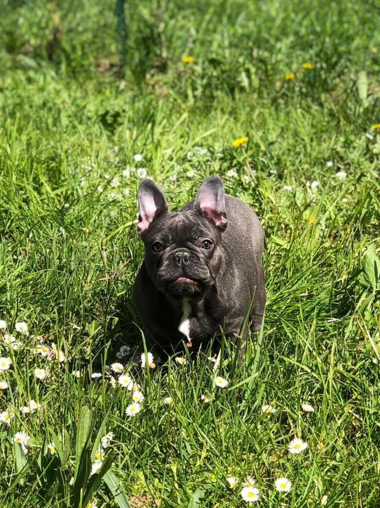 bouledogue francese
