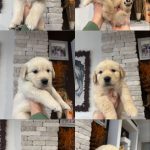 Splendidi cuccioli di Golden retriever