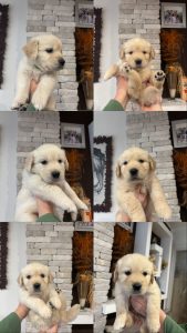 Splendidi cuccioli di Golden retriever