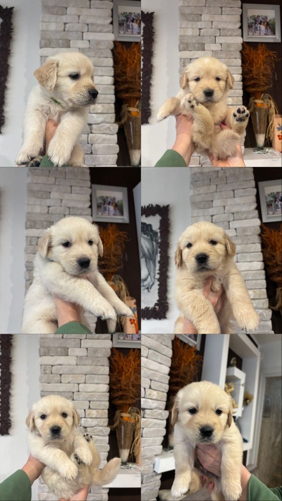 Splendidi cuccioli di Golden retriever