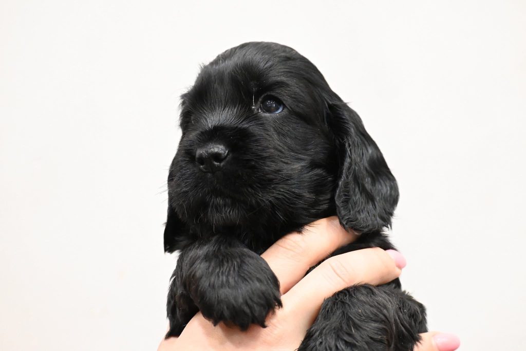 Cucciolo Cocker Spaniel Inglese🖤
