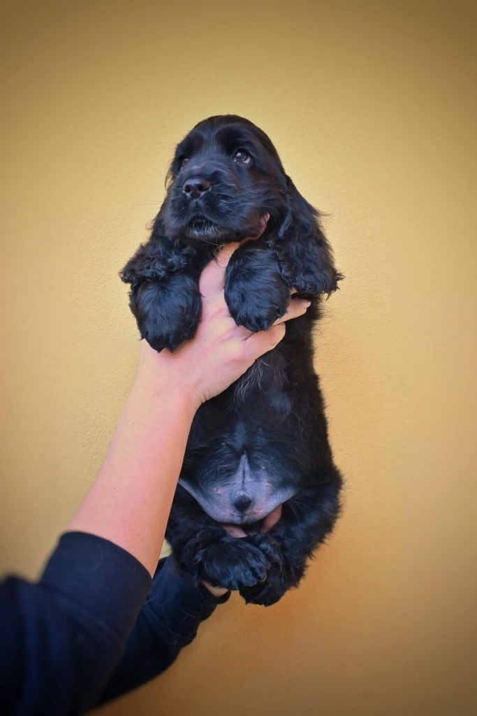 Cucciolo Cocker Spaniel Inglese🖤