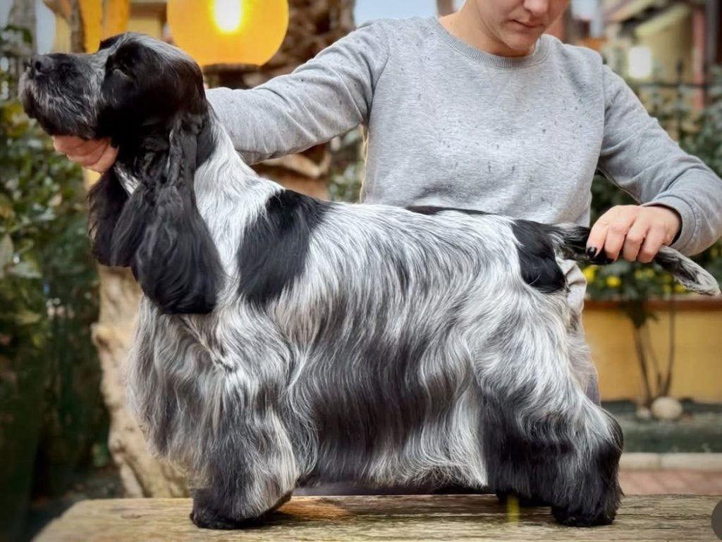 Cucciolo Cocker Spaniel Inglese🖤