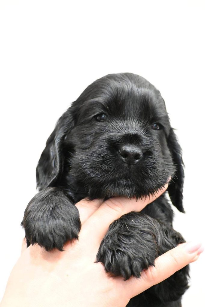 Cucciolo di cocker spaniel inglese🖤