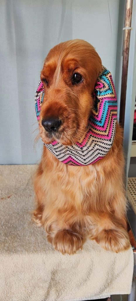 Cucciolo di cocker spaniel inglese🖤