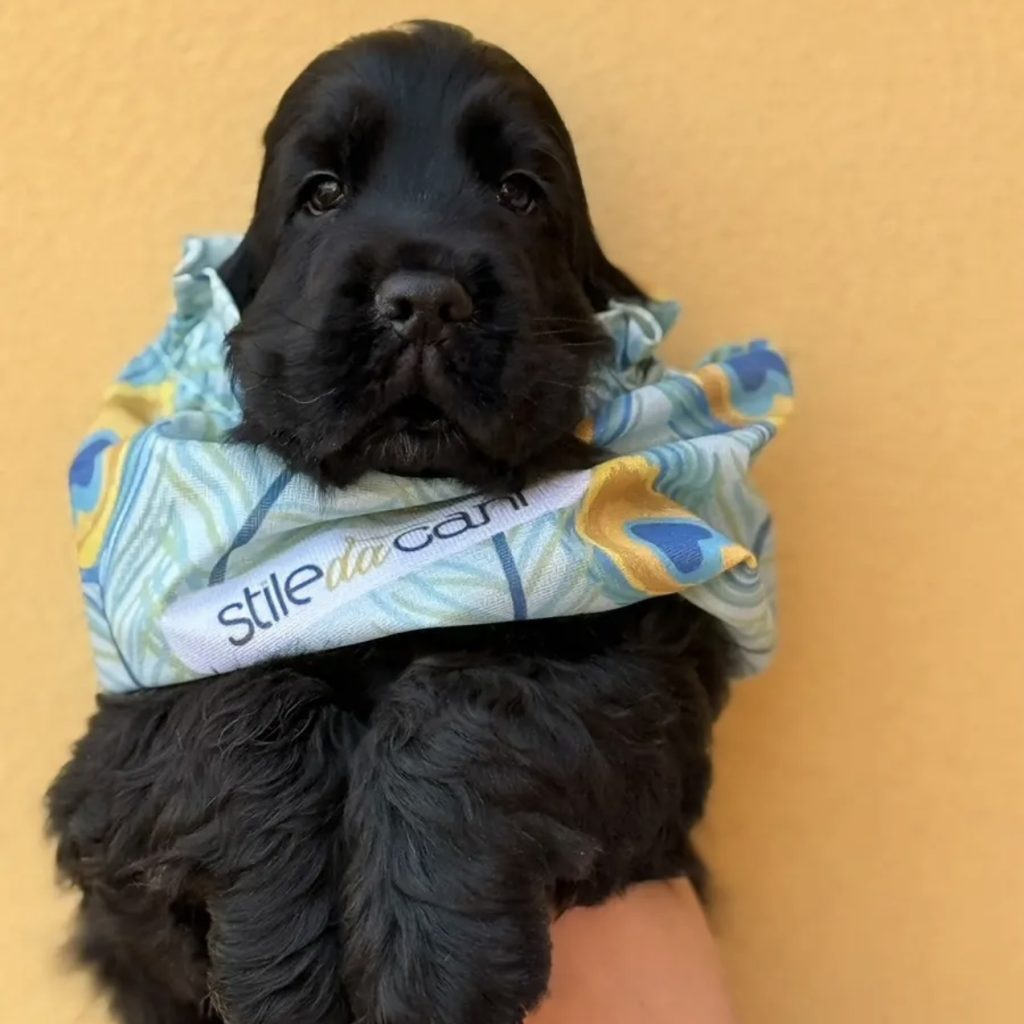 Cucciolo di cocker spaniel inglese🖤
