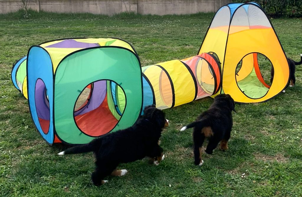 Allevamento Bovaro del Bernese COLORS OF MY JOY