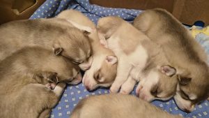 Cuccioli di Siberian Husky