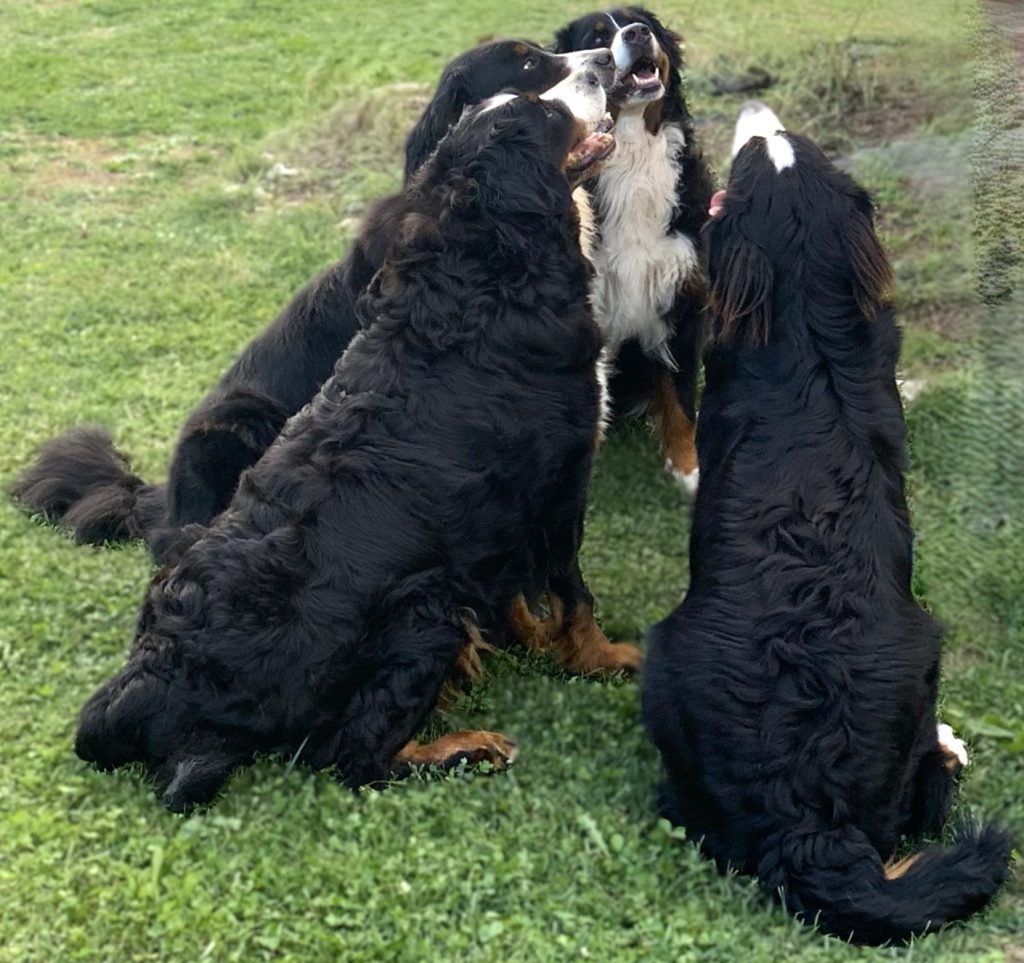 Allevamento Bovaro del Bernese COLORS OF MY JOY